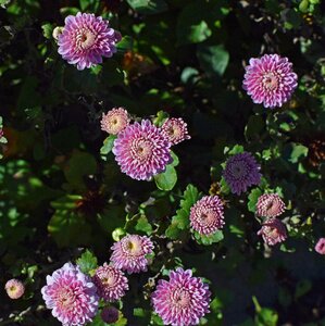 Blossom bloom nature