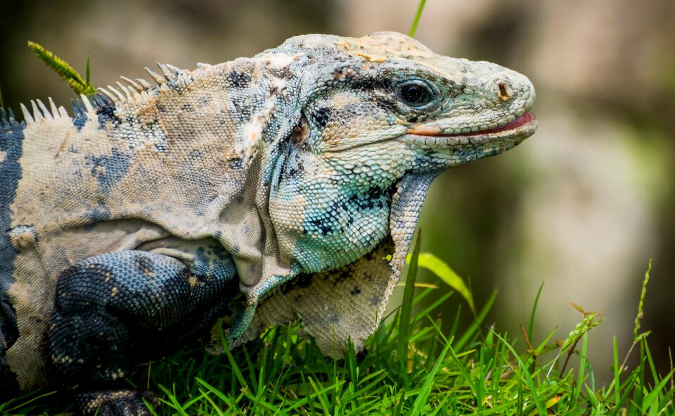 Tulum ruins maia lizard
