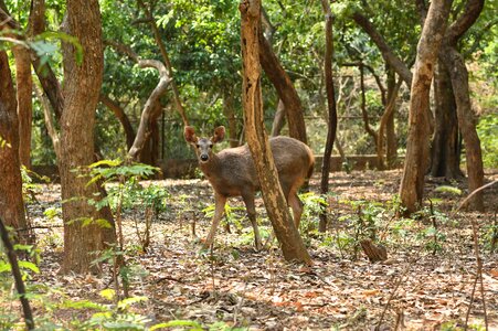 Tree jungle wild