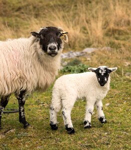 Animals sheep nature