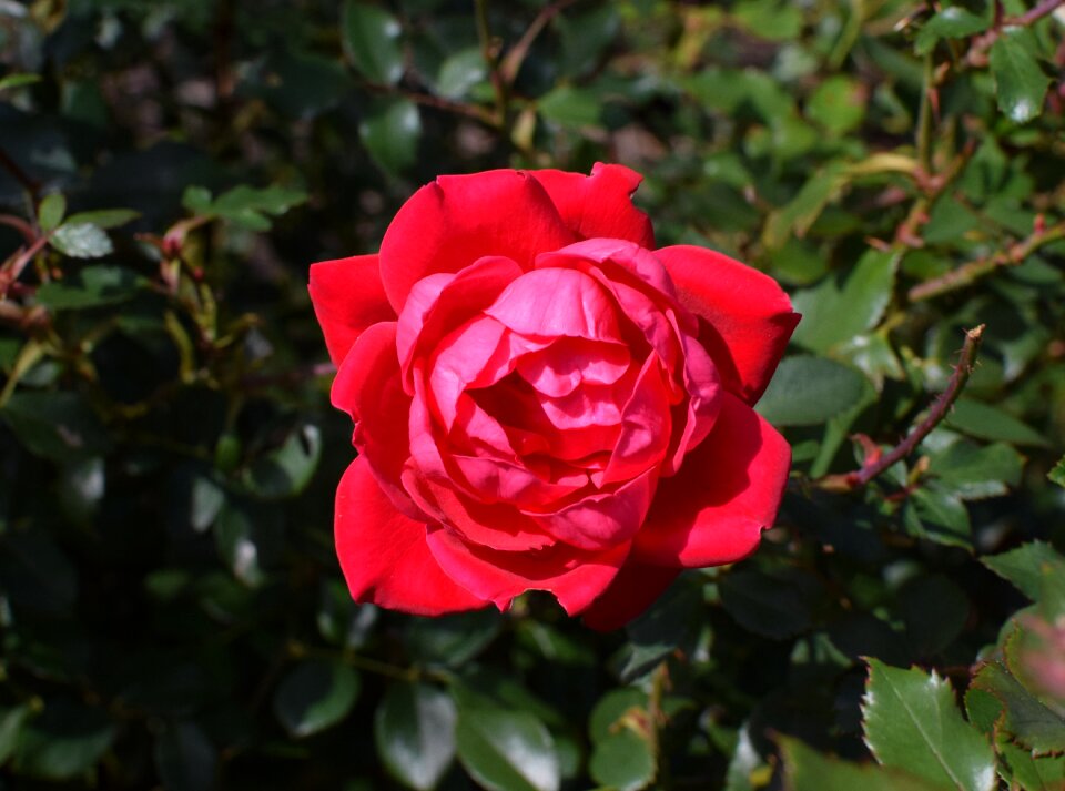 Blossom bloom plant