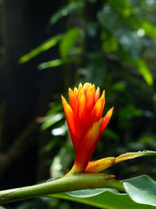 Yellow sunny tropics