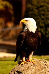 Bird bird of prey waiting bald-eagle