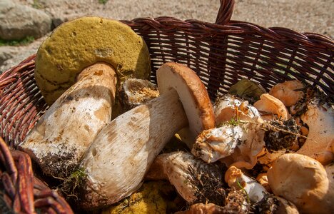 Pick fall basket