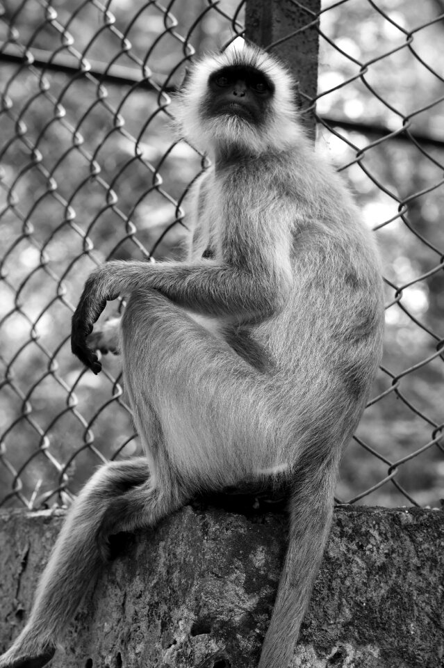 Ape wildlife mammal