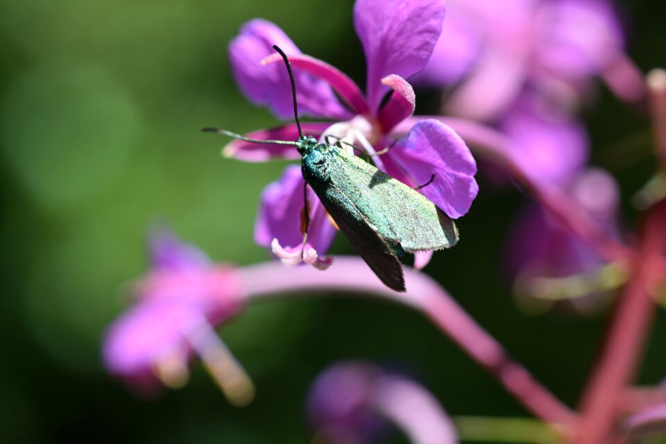 Insect summer close up photo