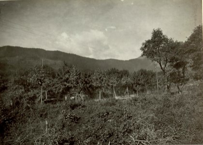 Fahrende Munitionskolonne bei Kötschach.Aufegn.22.IX.1915. (BildID 15460293)
