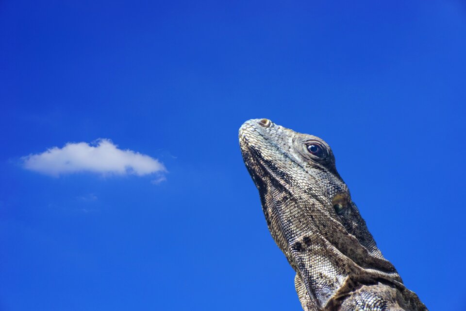 Reptile animal animal world