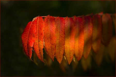 Autumn nature sheet