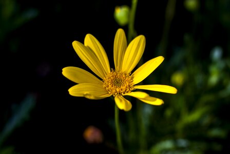 Plant summer garden