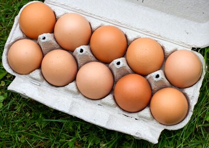 Easter easter eggs farm photo