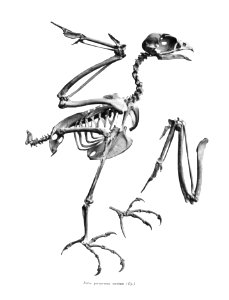 Falco peregrinus anatum 48