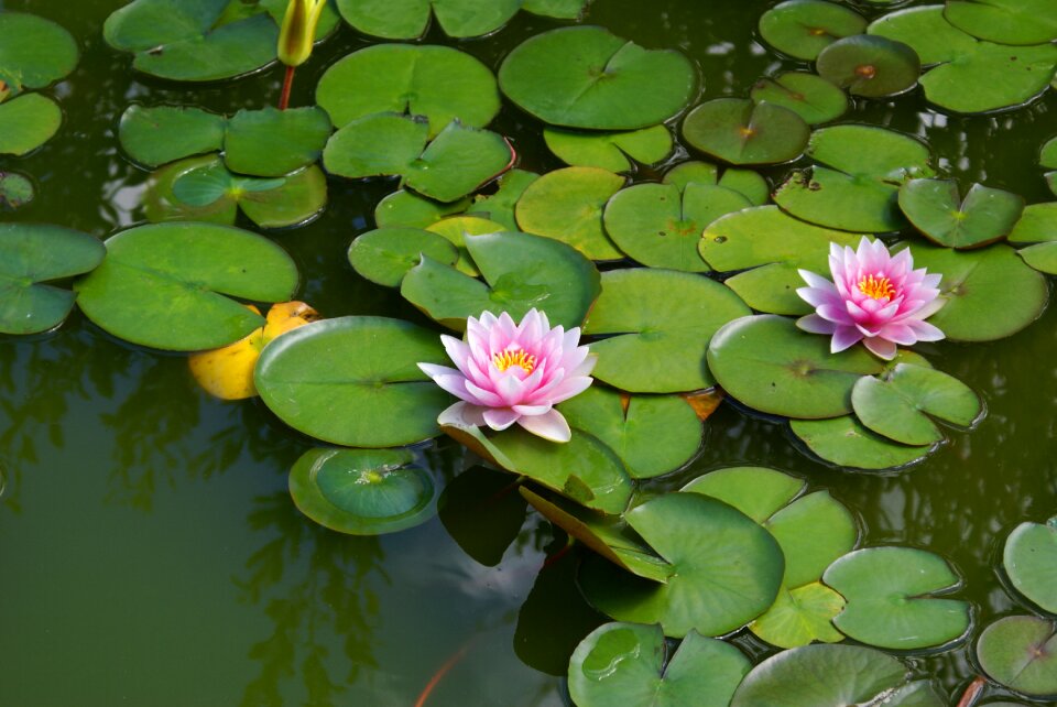 Garden water aquatic plant