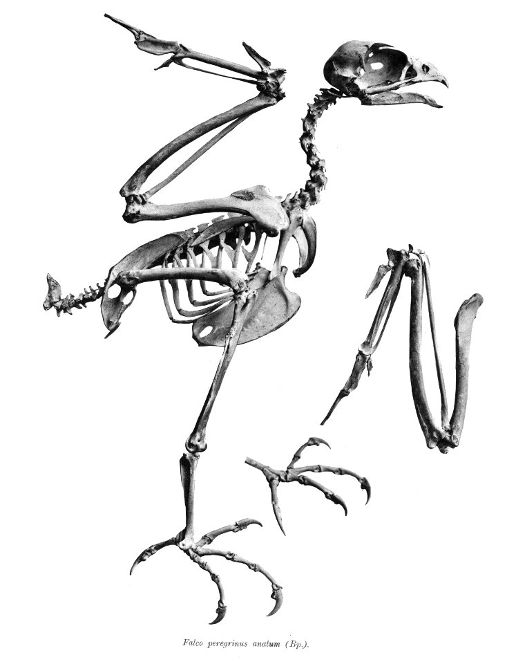 Falco peregrinus 158
