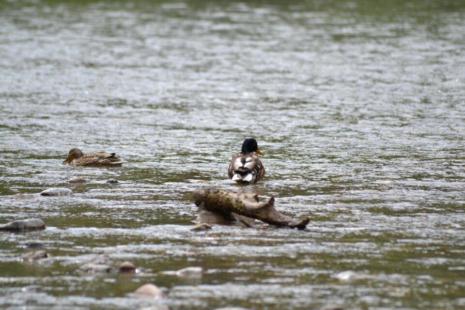 A pair watching your back gray watch