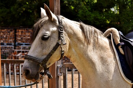 Animal white horse nature