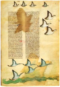 Falkenbuch