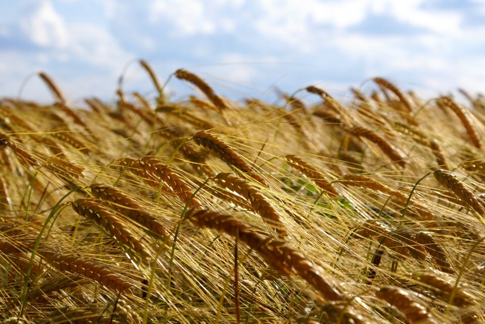 Agriculture grain cereals
