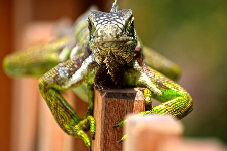 Nature lizard wild photo