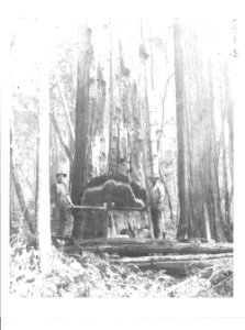Falling on the Gualala River (Sonoma County) California, Steve Tisconi and Bill Brain, 1900