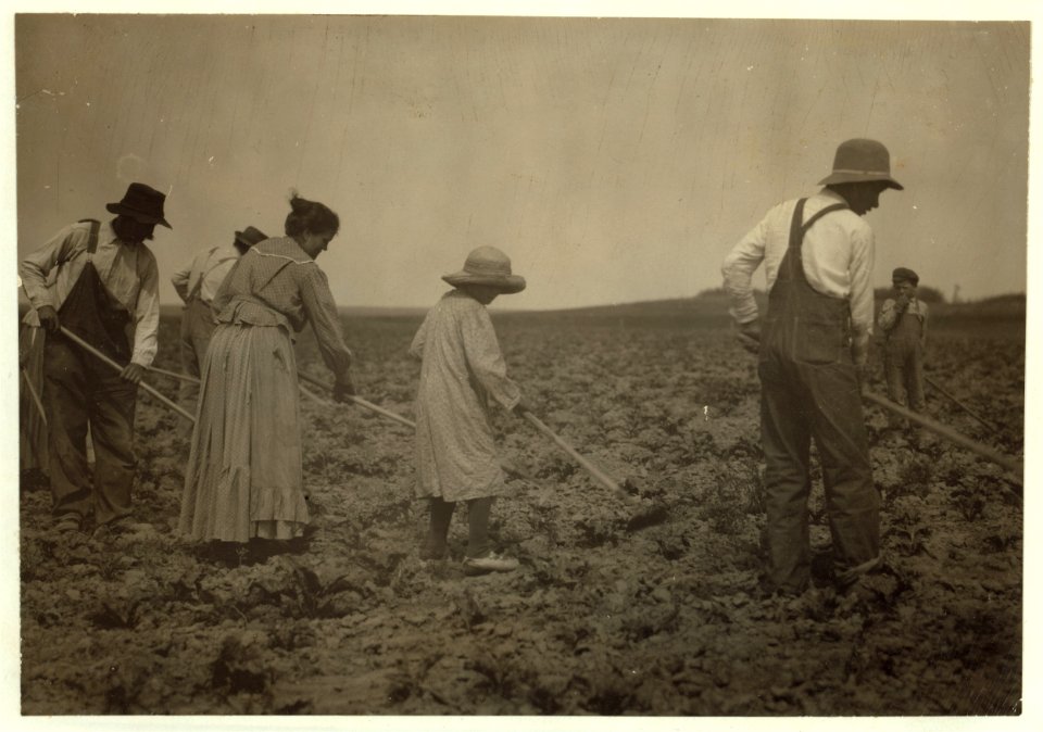 Families of Henry and John Miller- boy of eleven years, girl of eleven and girl of thirteen, hoeing the sugar beets. They have 80 acres in beets, come out here from the town in May and go LOC nclc.00271