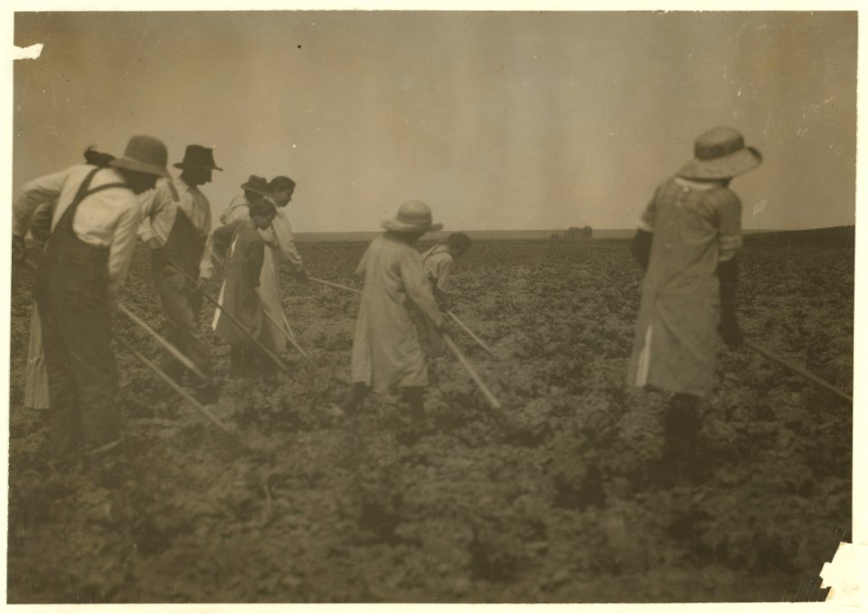 Families of Henry and John Miller- boy of eleven years, girl of eleven and girl of thirteen, hoeing the sugar beets. They have 80 acres in beets, come out here from the town in May and go LOC nclc.00272