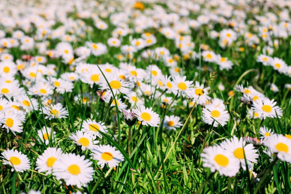 Summer spring blossom