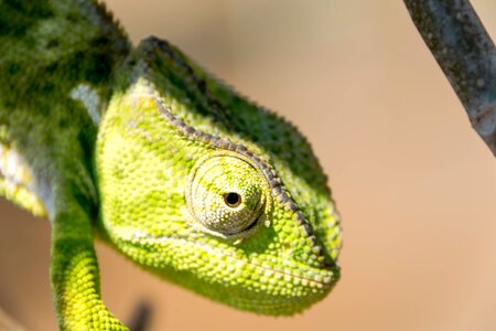 Chameleon lizard animal