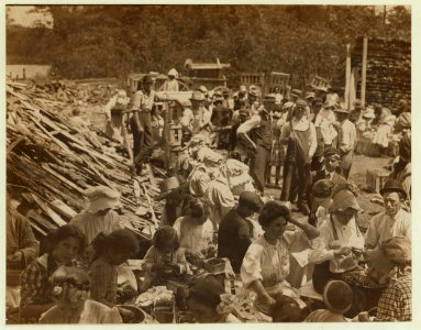 Family group hulling strawberries in the sun at Johnson's Hulling station, Seaford, Del. Note the child of about 5 years of age in the centre of the picture with sharp, long knife hulling LOC nclc.00787