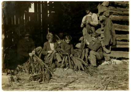 Family of J.H. Burch, Route 1, Rockfield, Ky. Boys 12, 14 and 17 (stripping tobacco) working during school hours. Have been out a good deal. Go to Quarry School (6-12). Two families LOC cph.3a17769