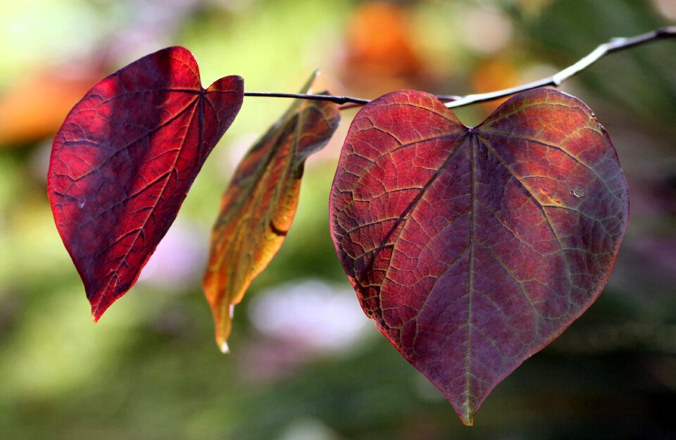 Leaves autumn nature