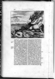 Family of manatees and a large fish on Hispaniola (Dominican Republic) LCCN2003689014