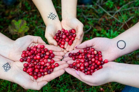 Forest organic berry