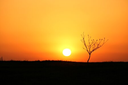 Evening sun tree photo