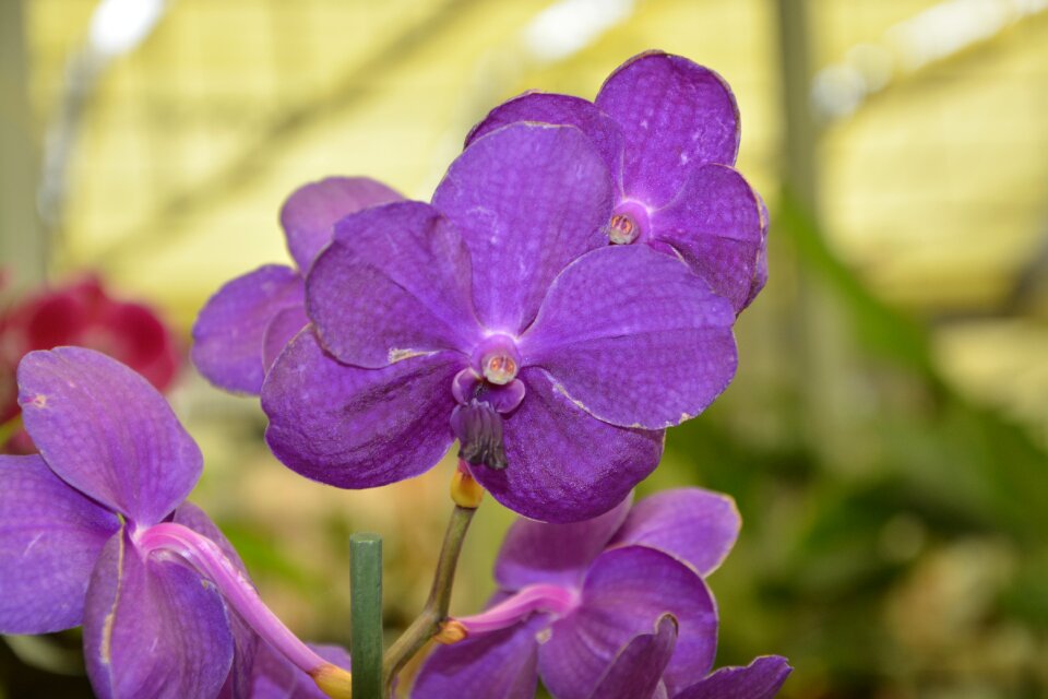 Orchid purple color decoration offer flower