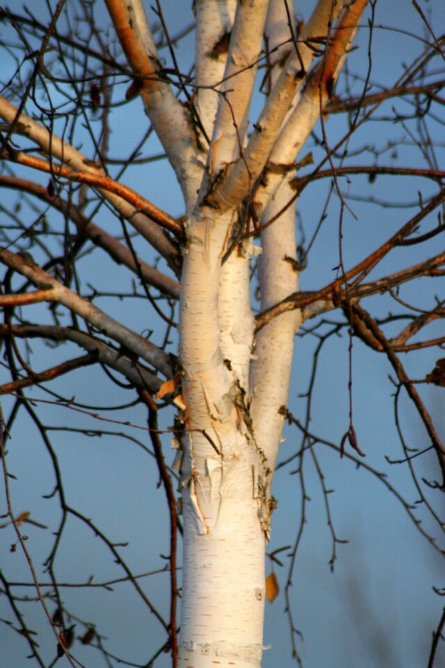 Tree silver birch bark