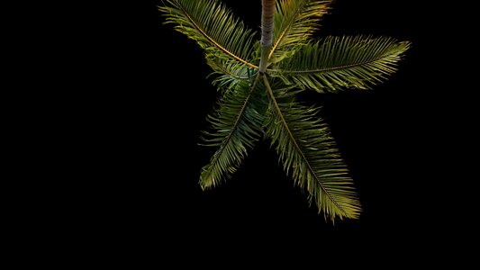 Tree plant nature