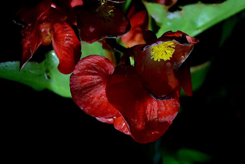 Dew nature garden