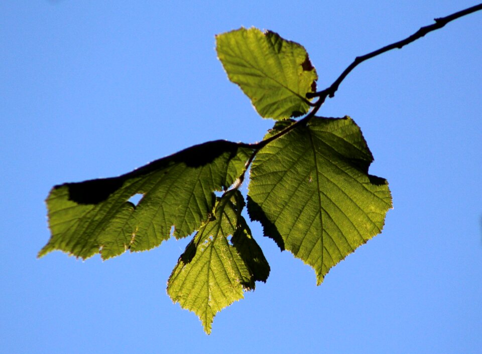 Spring tree green