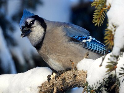 Nature outdoors animal
