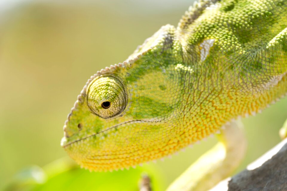 Calango animal lizard