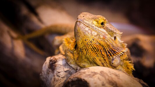 Lizard reptile bearded dragon photo