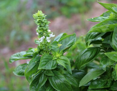 Plant blooming basil kitchen