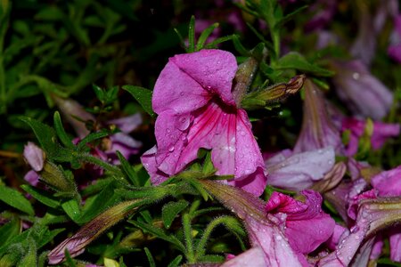 Dew nature garden photo