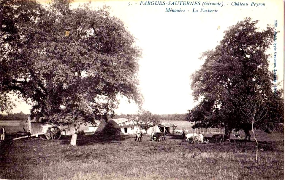 Fargues (Gironde) - château Peyron 2