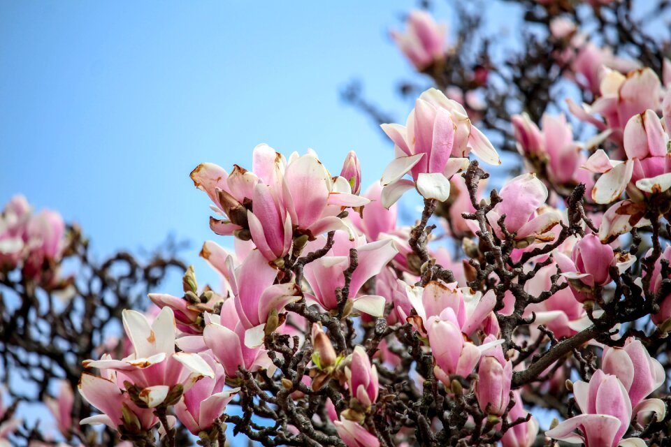 Nature magnolia branch