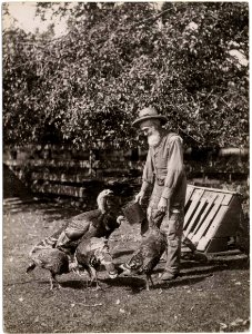 Farmer feeding turkeys photo