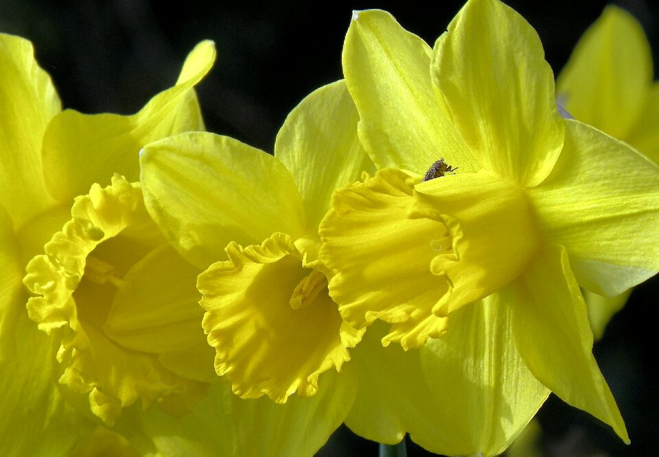 Flower spring easter