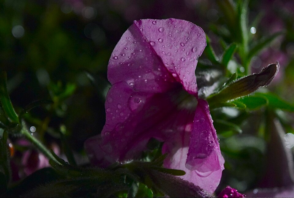 Dew nature garden photo