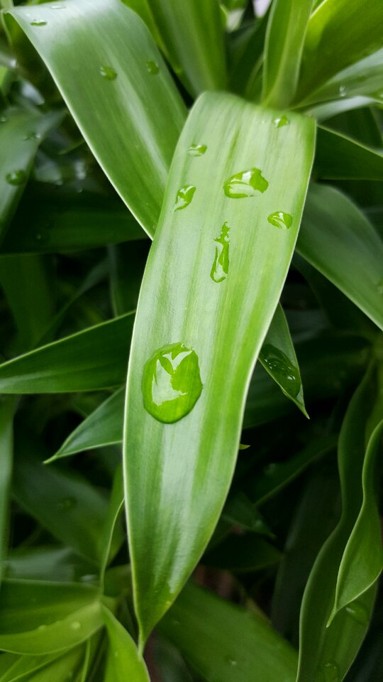 Green leaf green leaves environment
